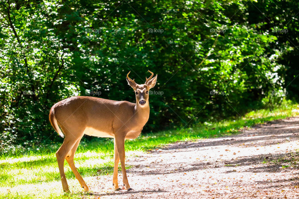 deer on a trail