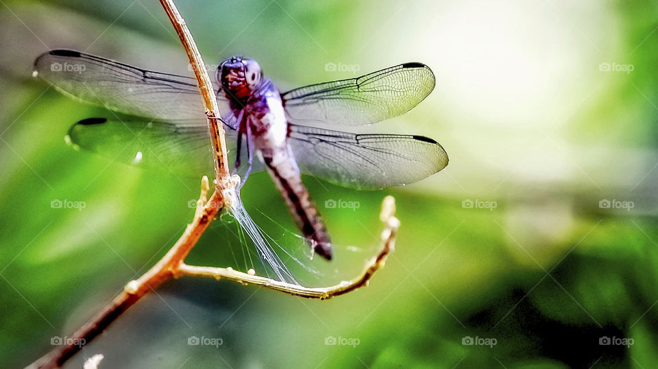 Dragon- fly 