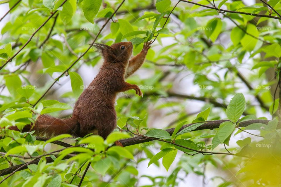 Red squirrel eating leaves on a tree