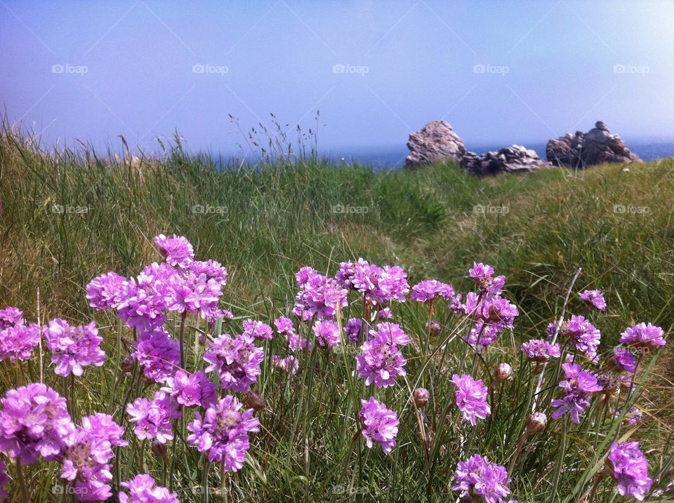 Purple flowers on the coast