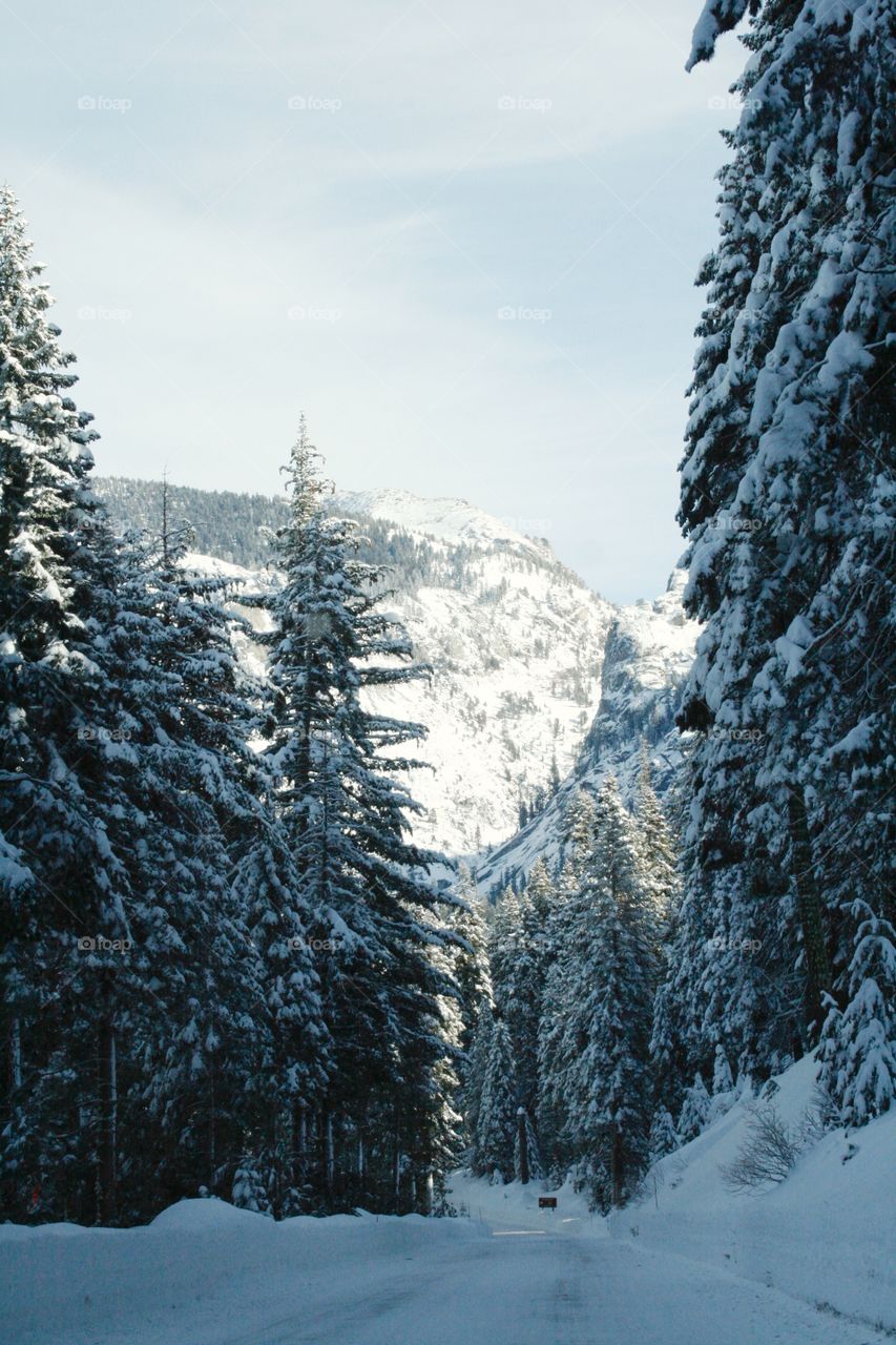 Winter Mountains. Sequoia park 