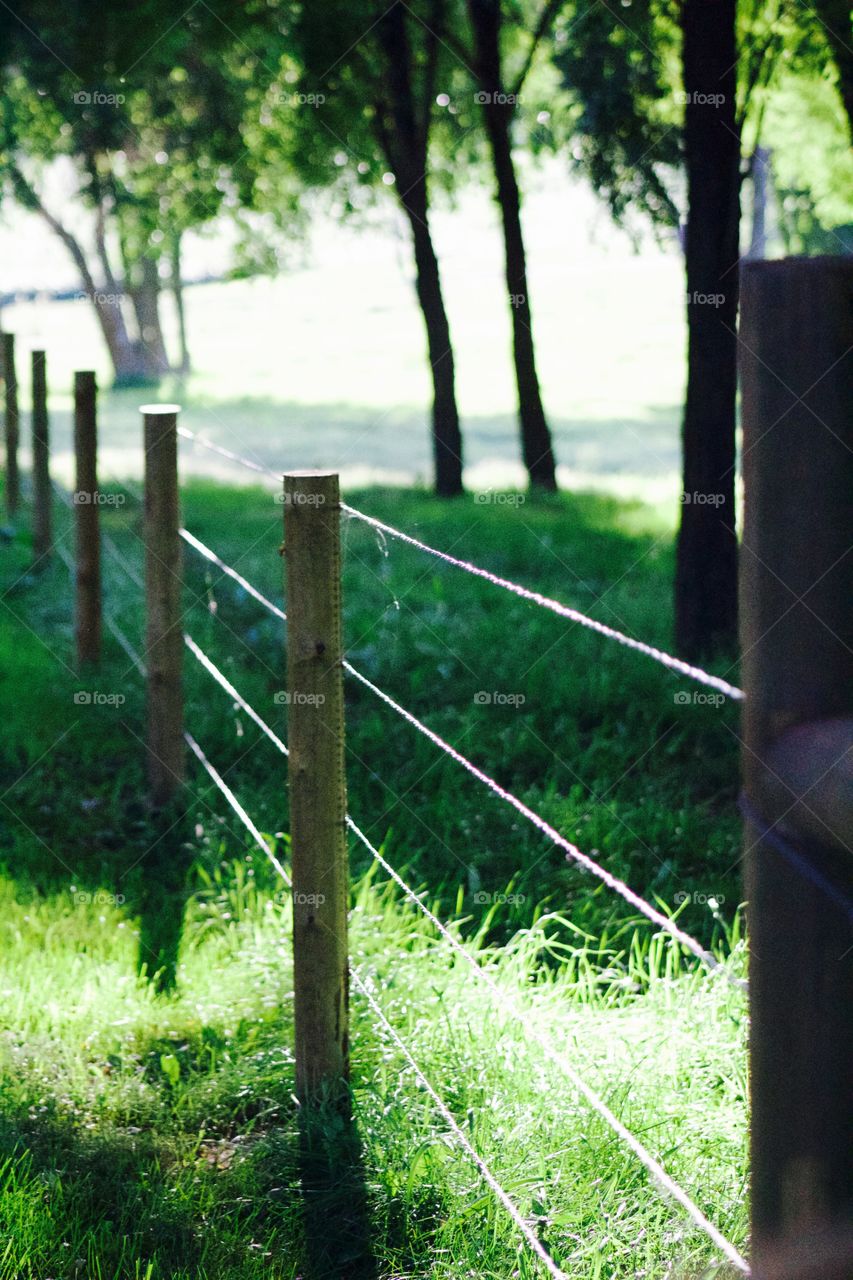 A wooden post-and-wire fence line next to a pasture and small grove of trees illuminated by late summer sunshine 