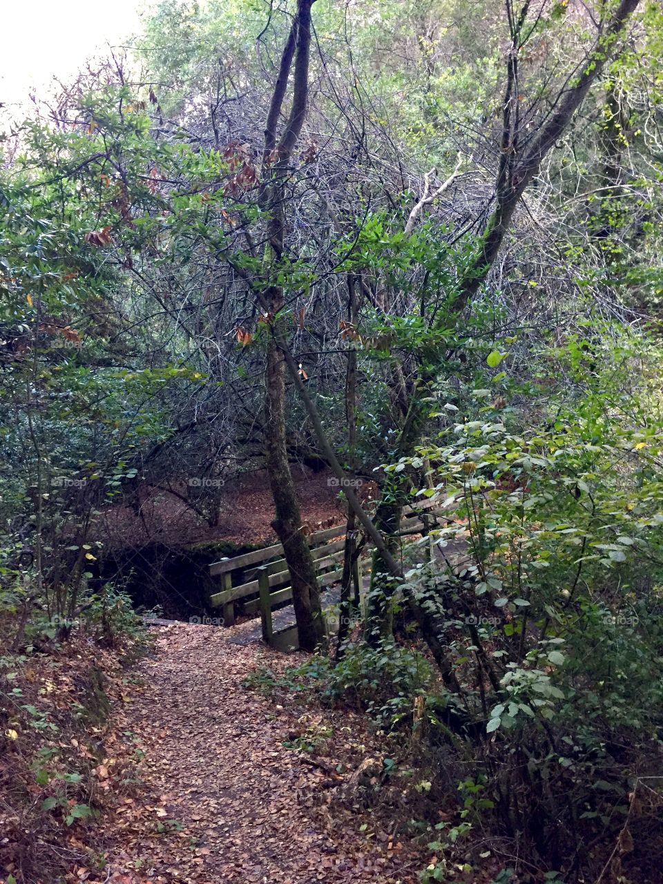 Bridge on a hiking trail in Redwood Regional Park.  This is entering a Grove coming down from the top of the highest hill 