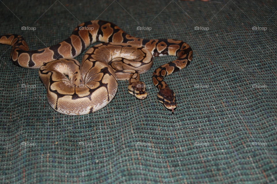 python