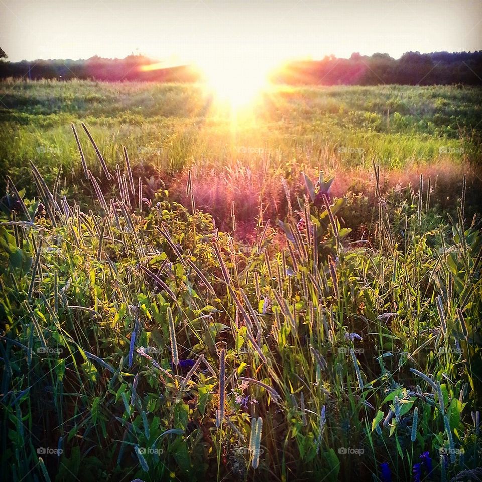 sunset meadow