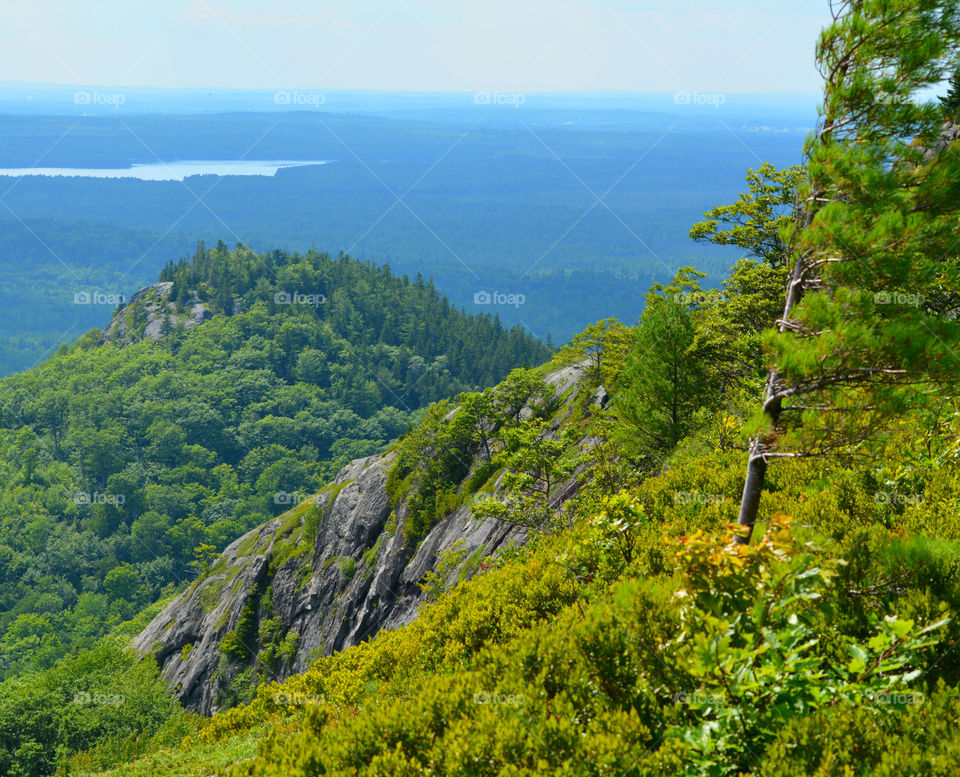 A Forest in every season! The forest's smell was fresh and organic! You could hear rustling as the wildlife scattered as the twigs were crunching under my feet. The trees were the towers of the forest. There are forests for all four seasons which display their own individual characteristics!