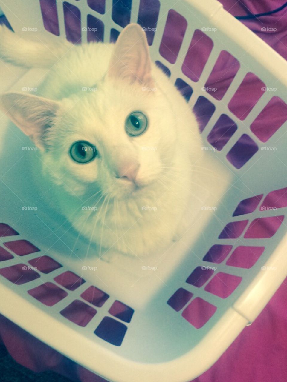 Cat in the Laundry Basket!