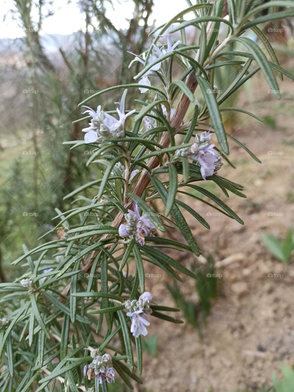 Rosemary