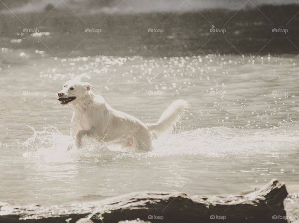 Puppy joy