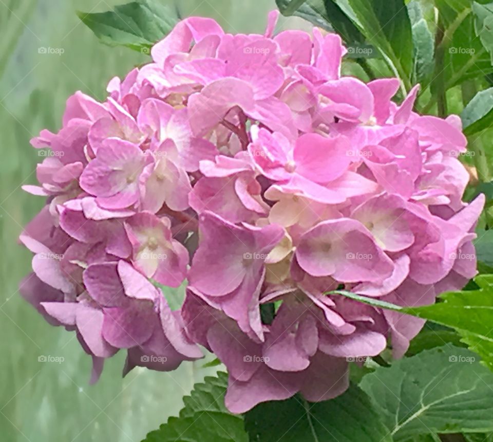Pink Hydrangea