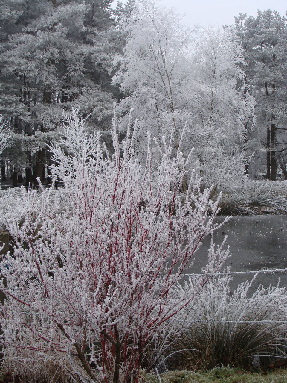 snow winter trees ice by emmam
