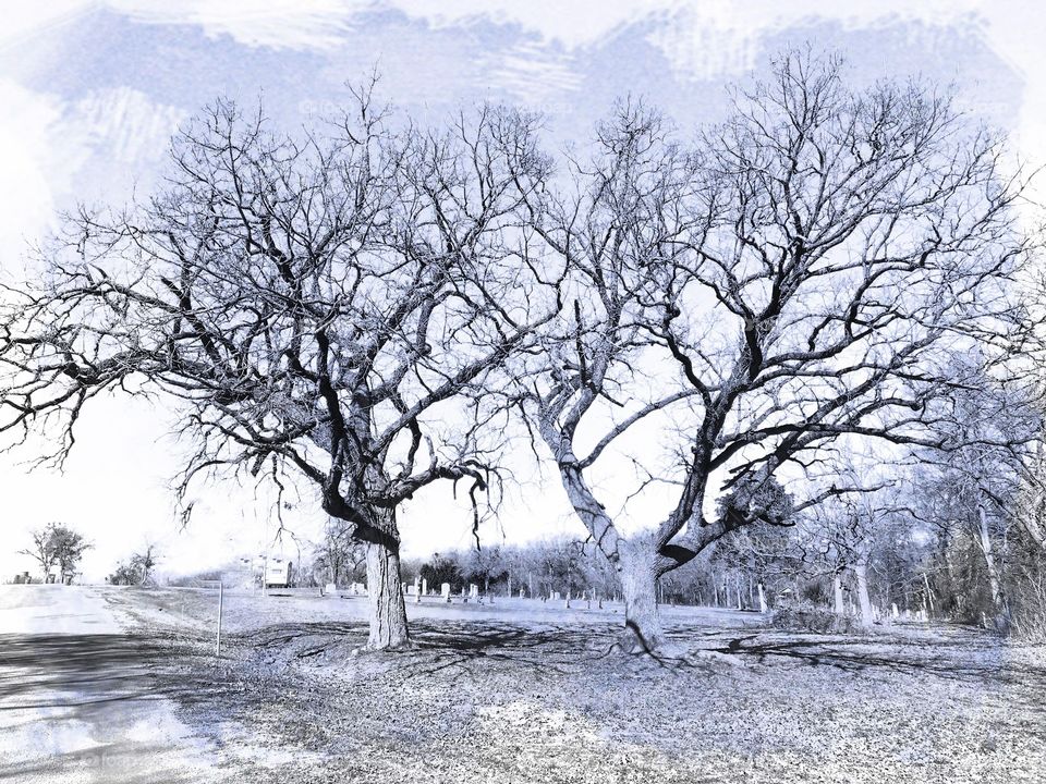 Bare trees with cemetery in distant