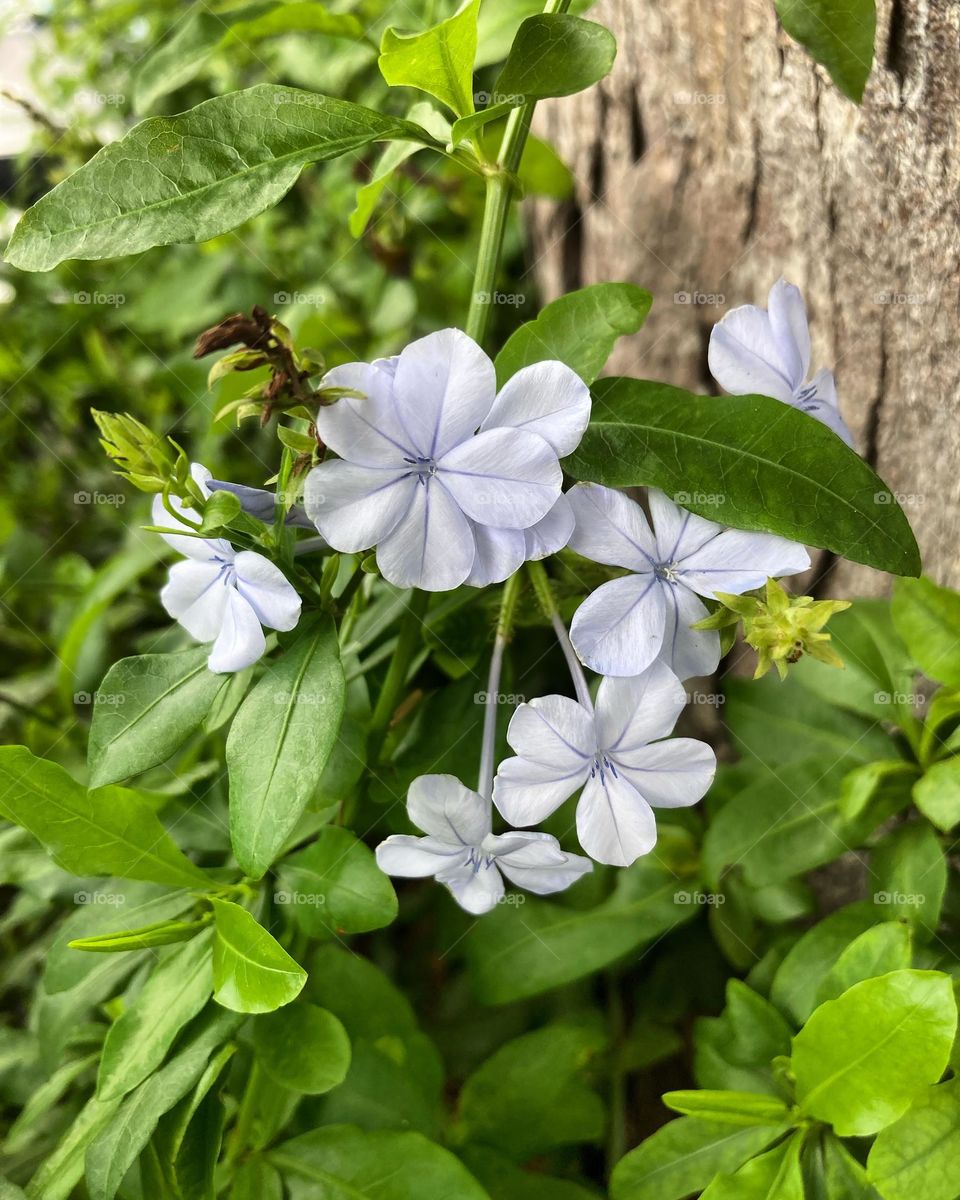 🌹 🇺🇸 Very beautiful flowers to brighten our day.  Live nature and its beauty. Did you like the delicate petals? / 🇧🇷 Flores muito bonitas para alegrar nosso dia. Viva a natureza e sua beleza. Gostaram das pétalas delicadas? 