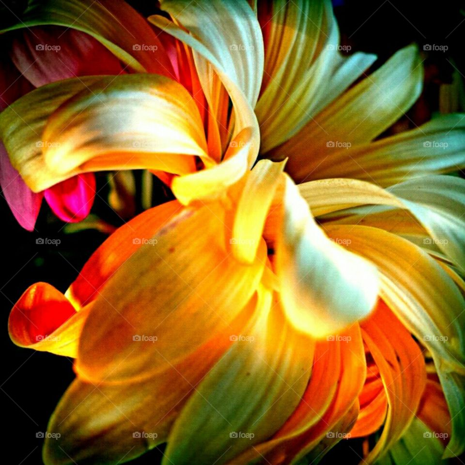 Flower, Color, Bright, Nature, Beautiful