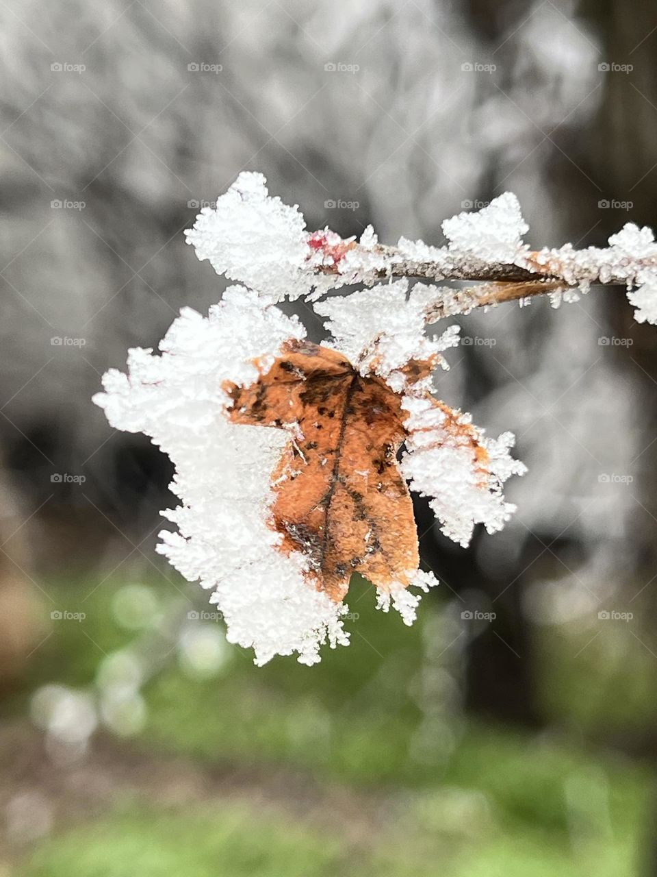 Frost on a leaf 