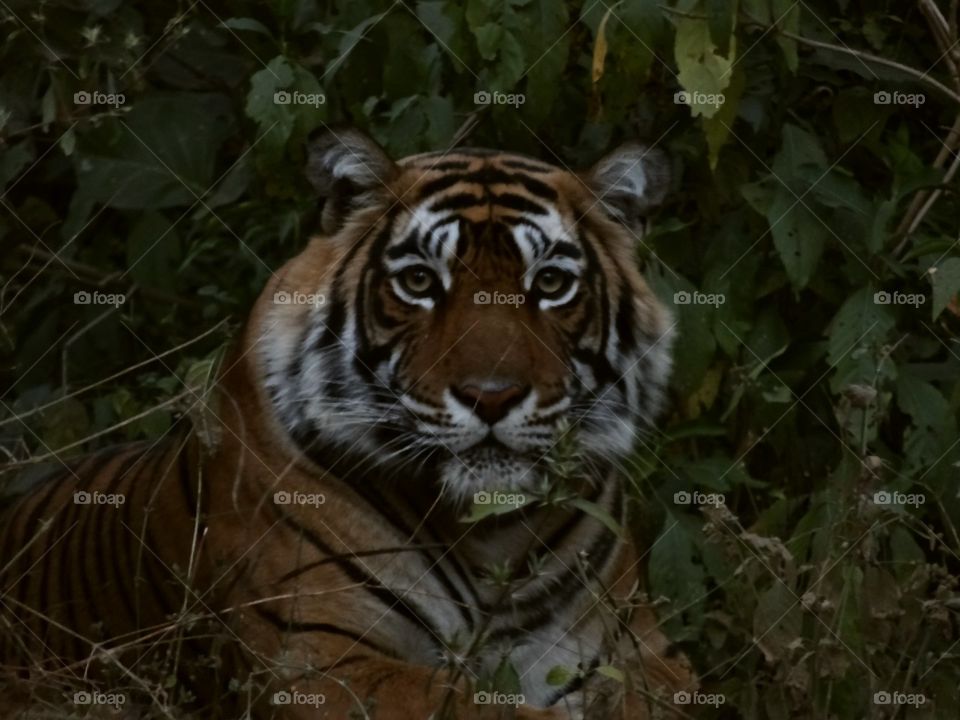 Tigress stare. A tigress' stare