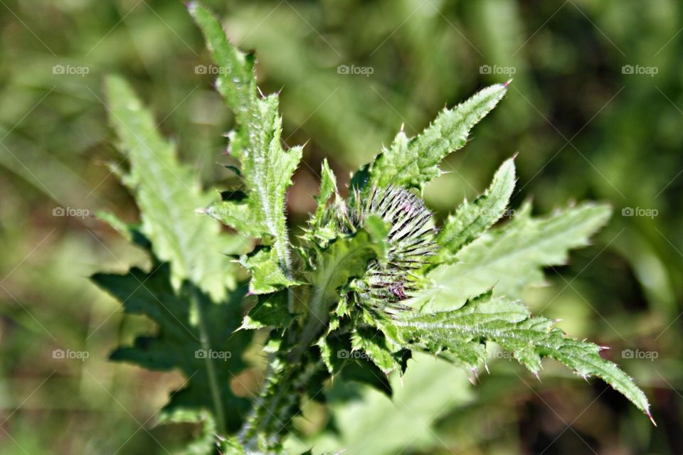 Thorny flower