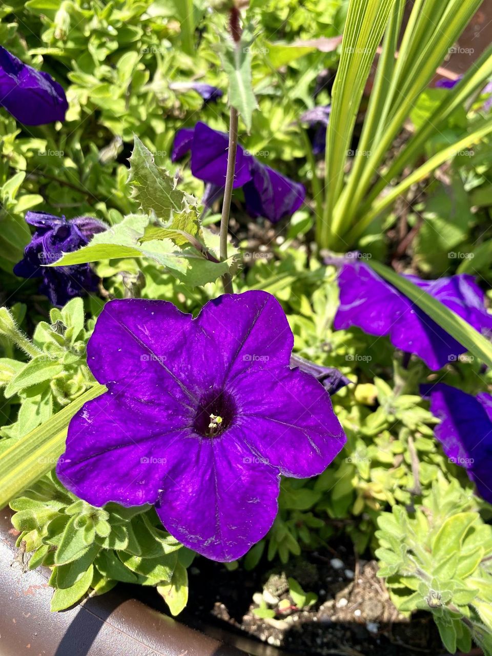 Vivid purple petunias adding a pop of color to the greenery.