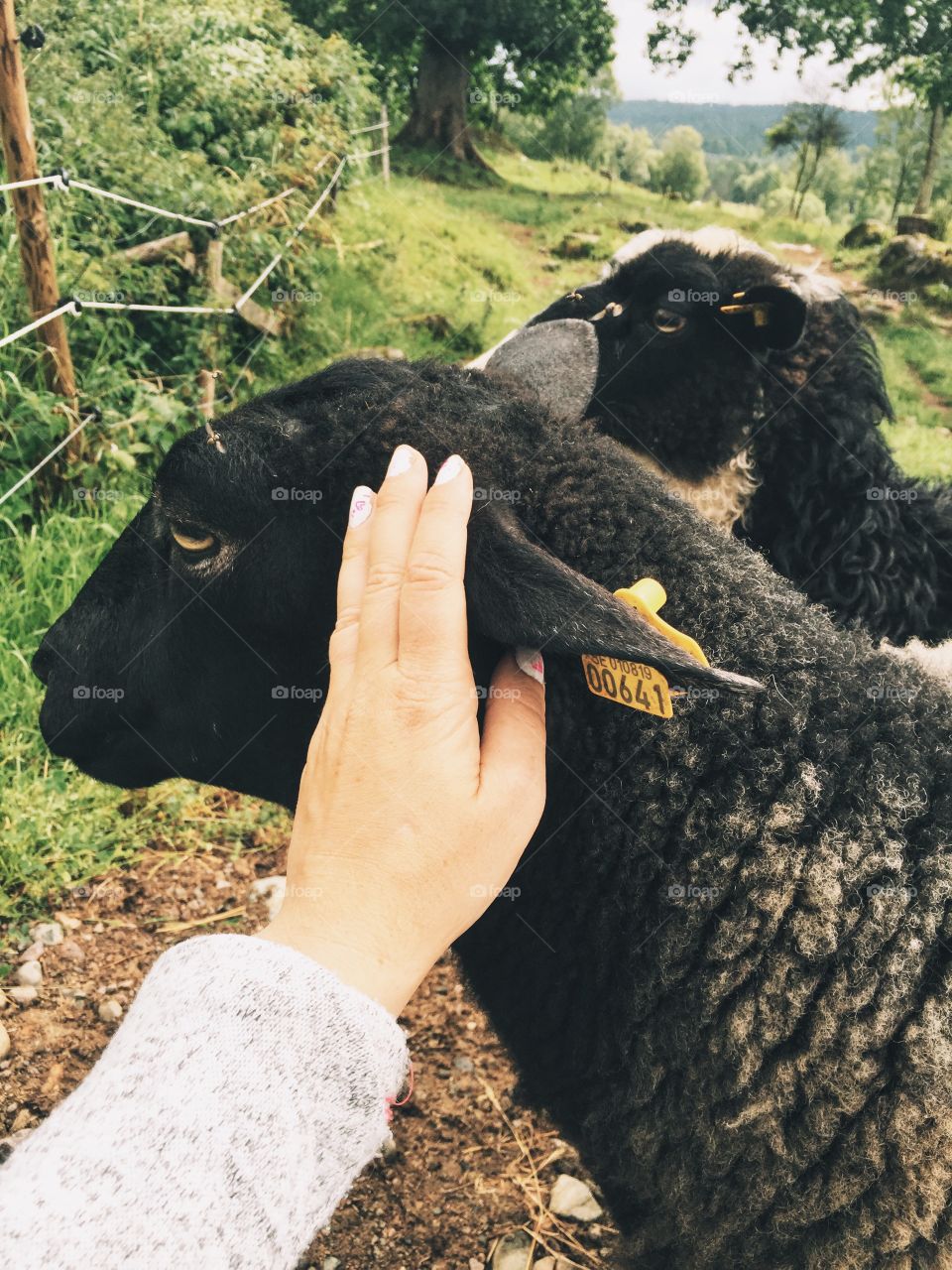 Petting a sheep