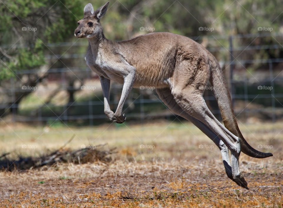 Australian kangaroo in the wild