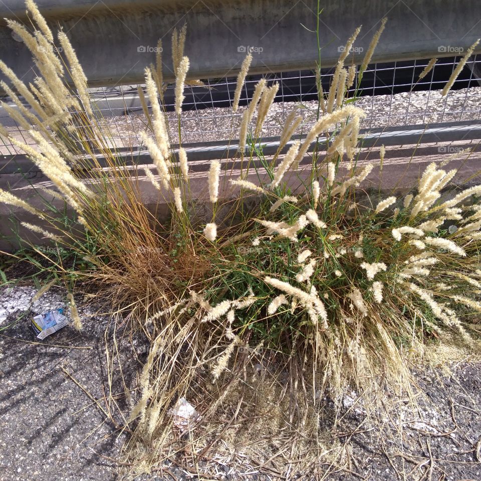 Growing in the street