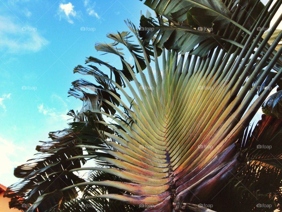 Palm