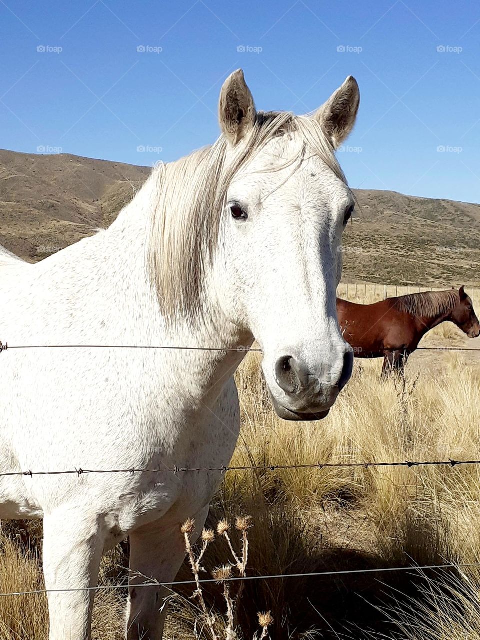 el color blanco