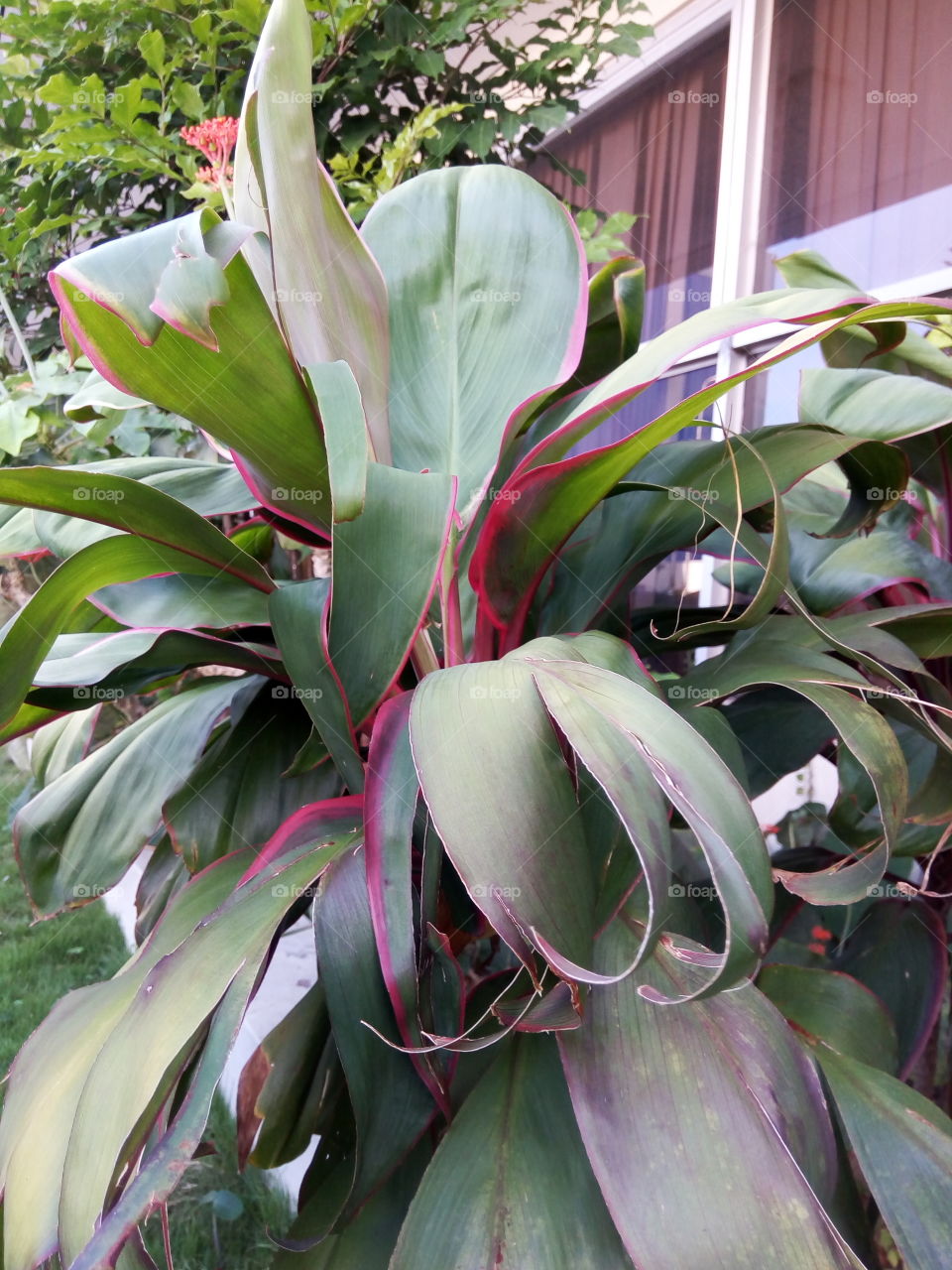 green leaves with red coloured edge