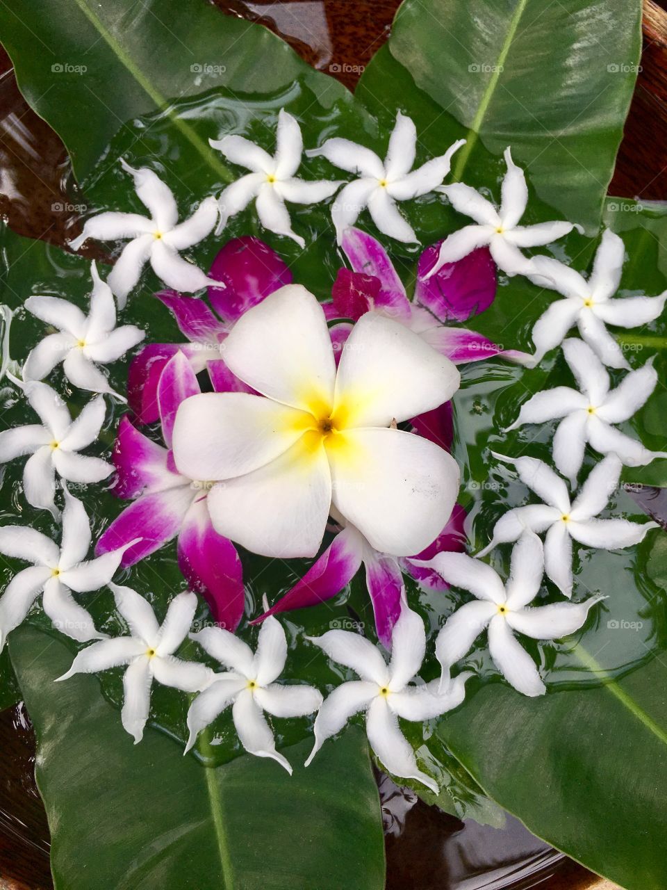 Flowers floating in a garden pot 