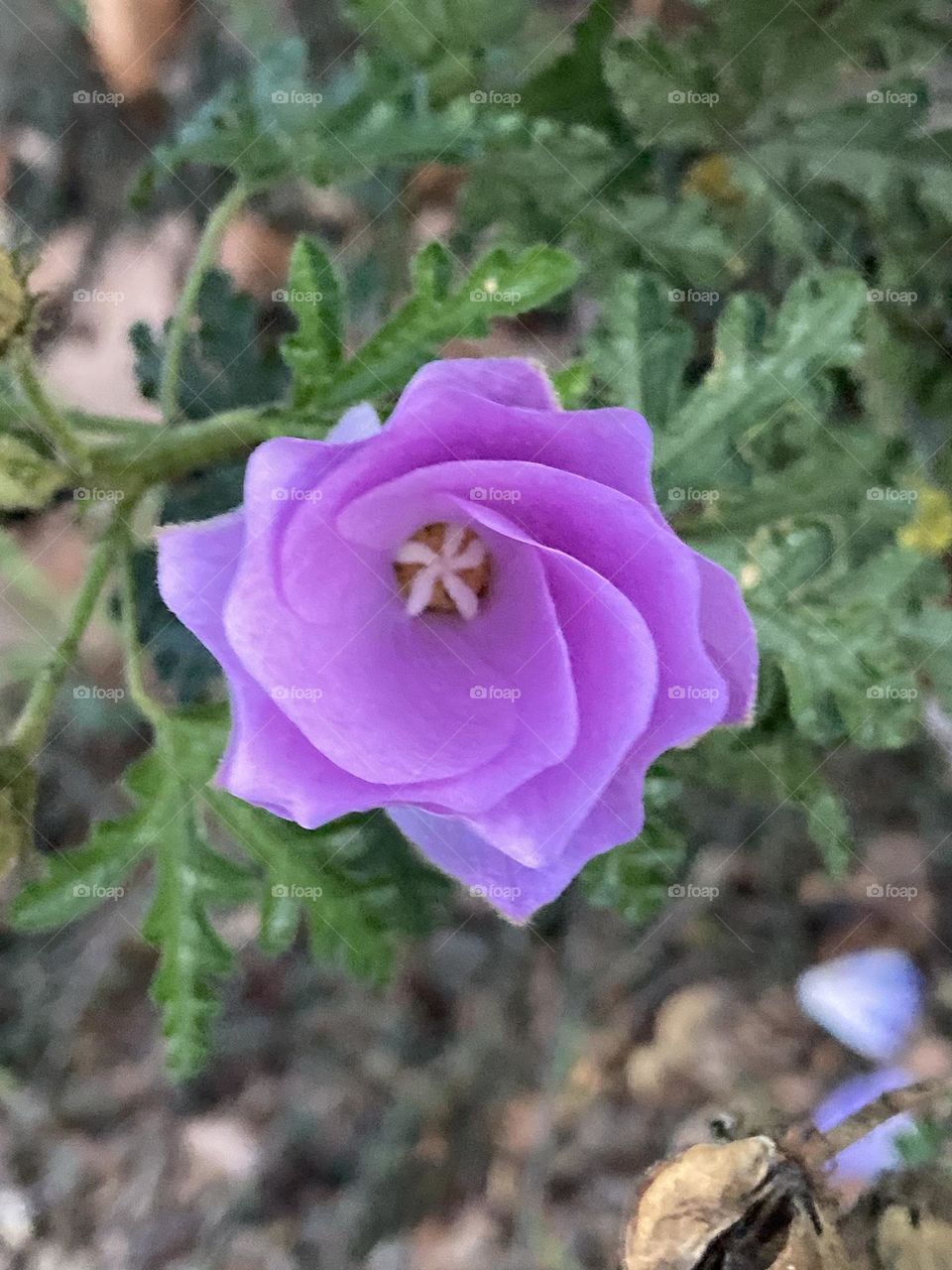 Purple flower with center star