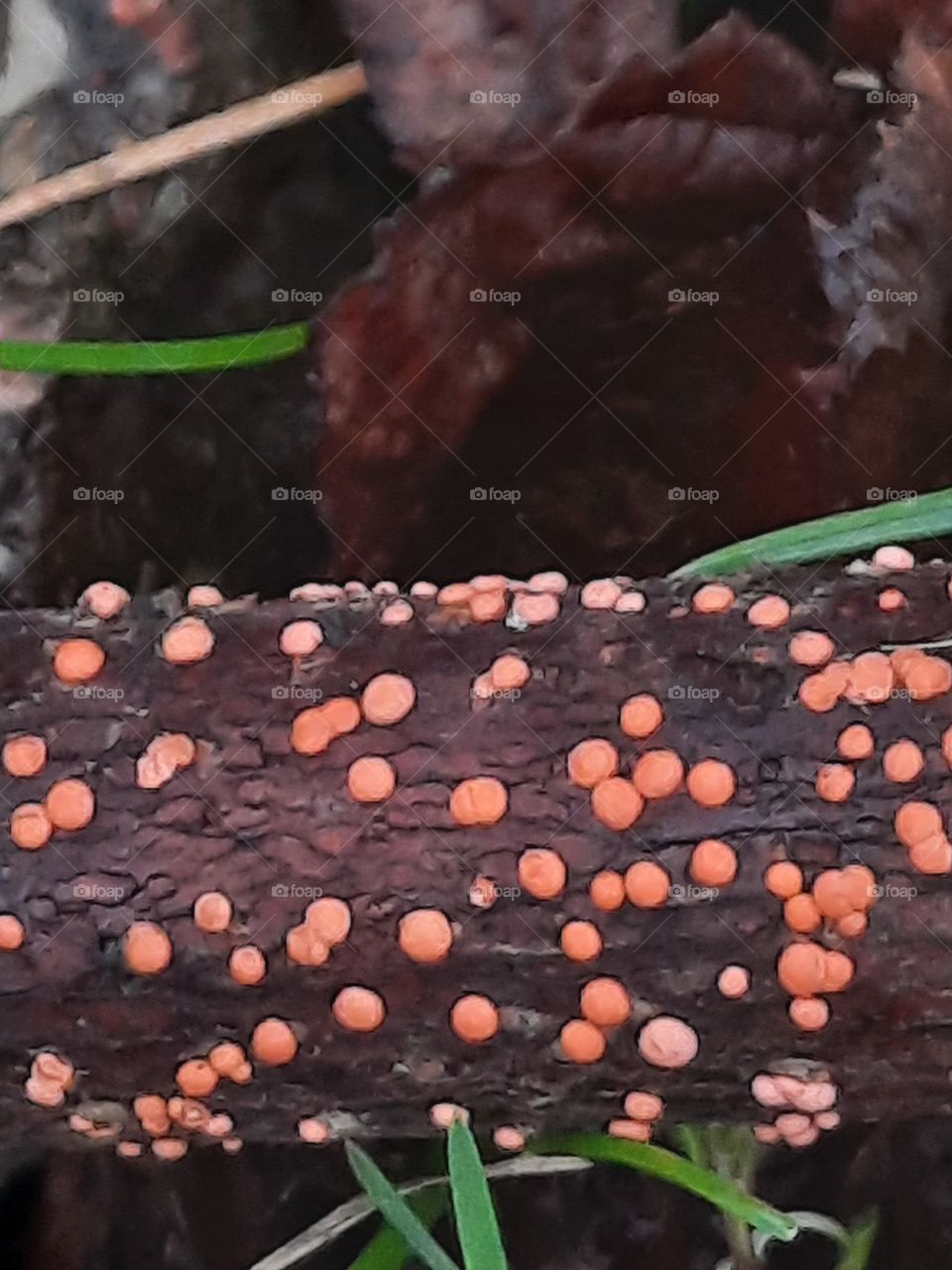 autumn garden  - orange mushrooms on fallen tree branch