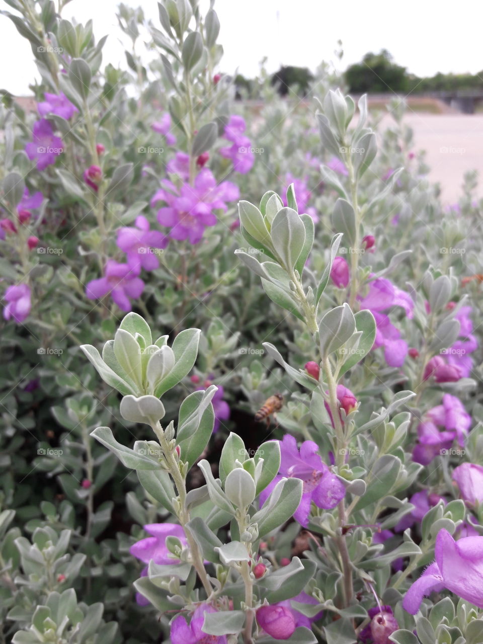 Texas Safe w/ honey bee.