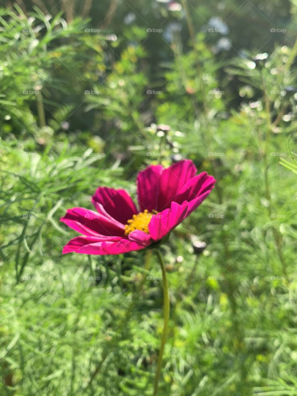 Pink bright flower