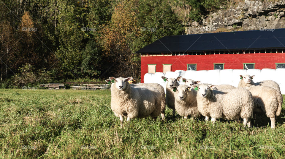 Curious Sheep