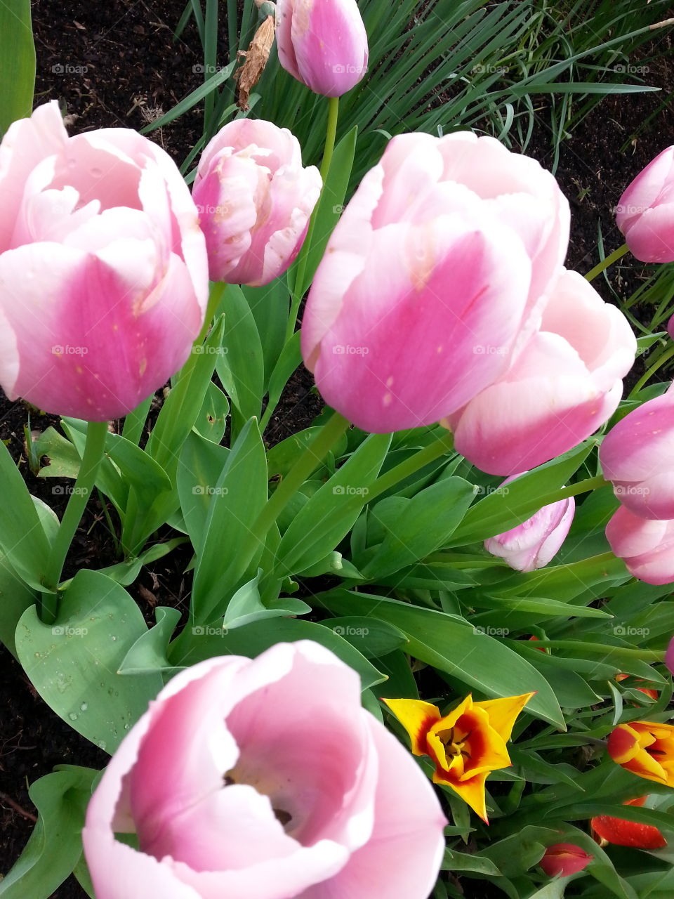 easter. tulips