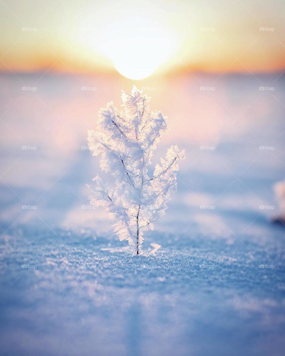 snow tree  ❄