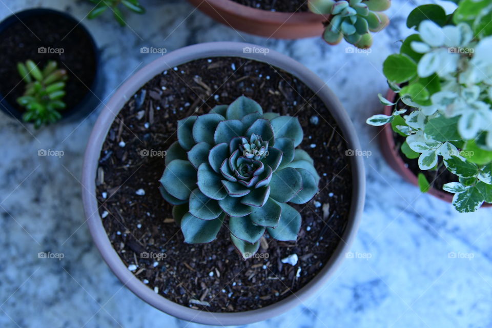 Directly above view of cactus on pot