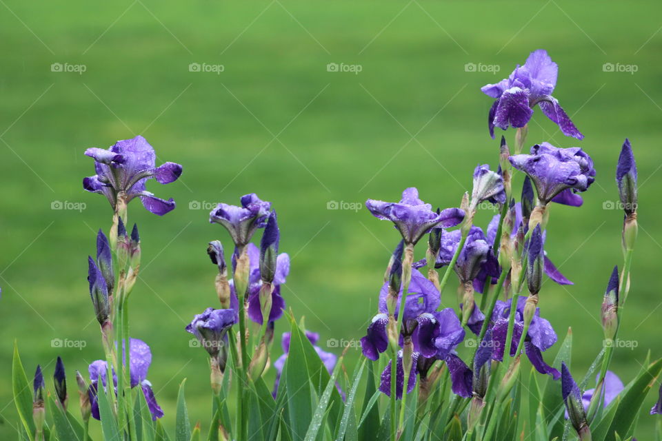 Purple iris with bright green grasses in background 