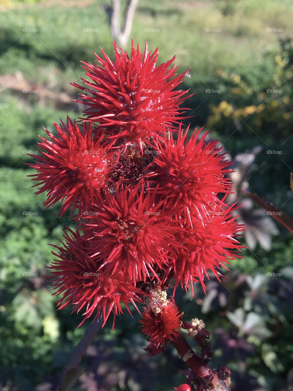 Original shapes for bright flowers in a tree