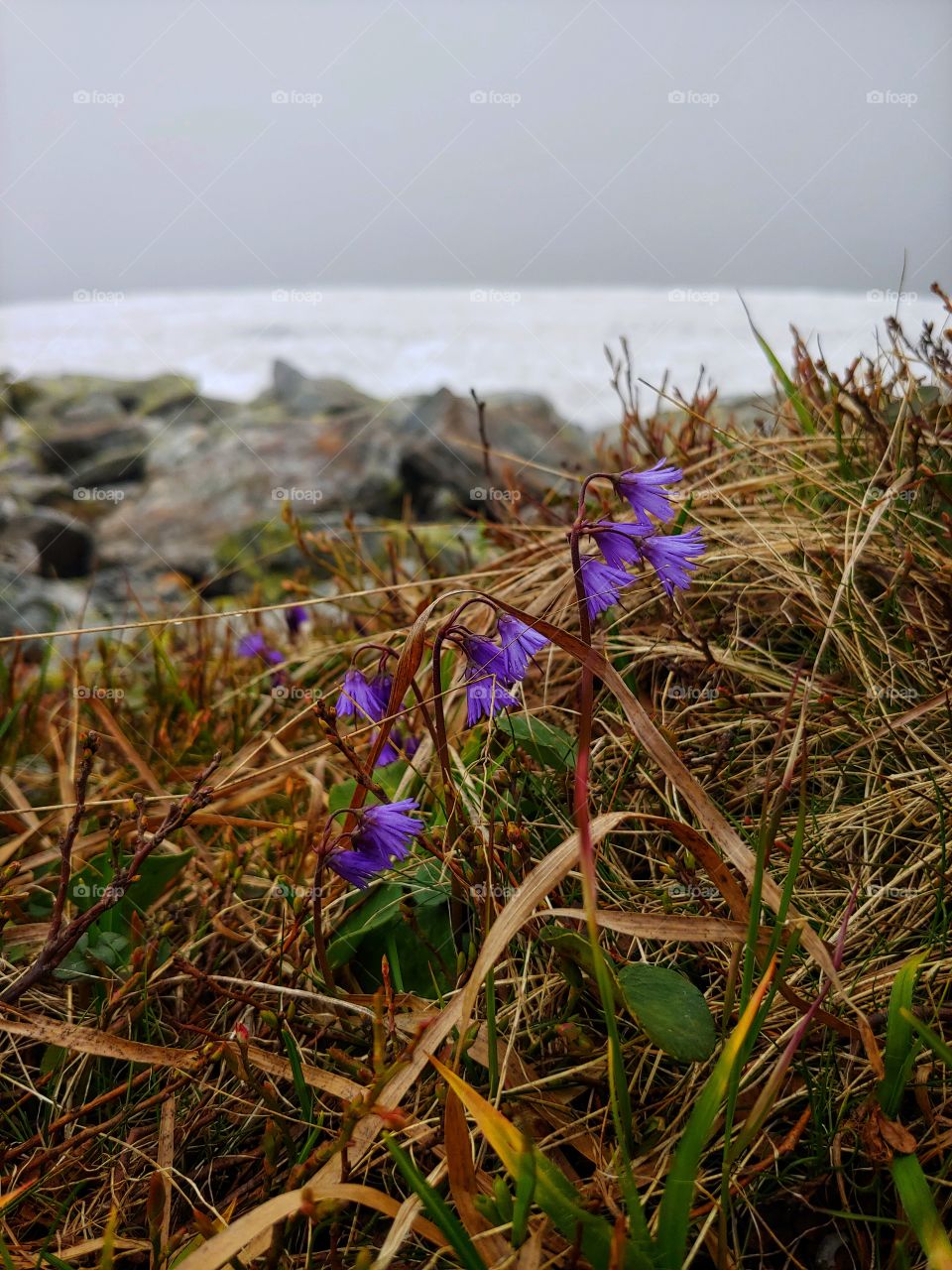 A little snow in the summer❄🌱