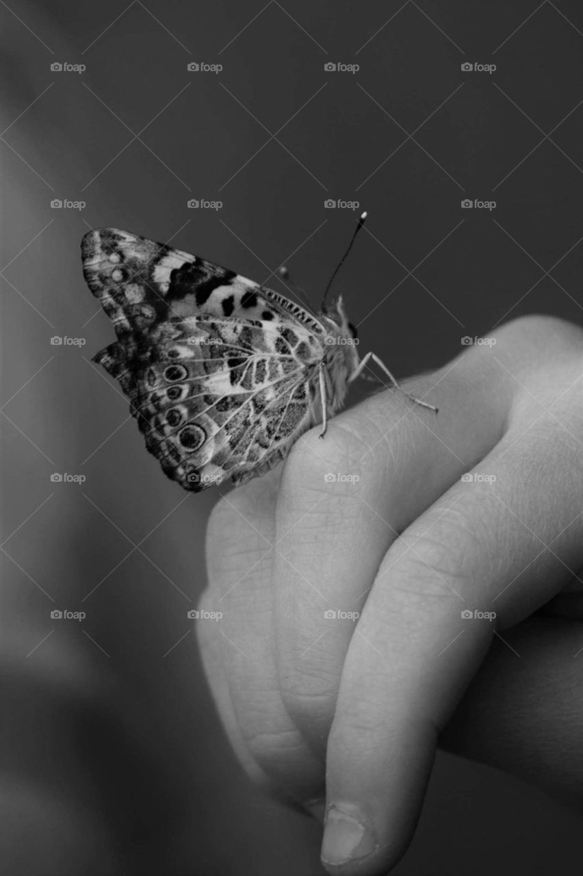 butterfly black and white
