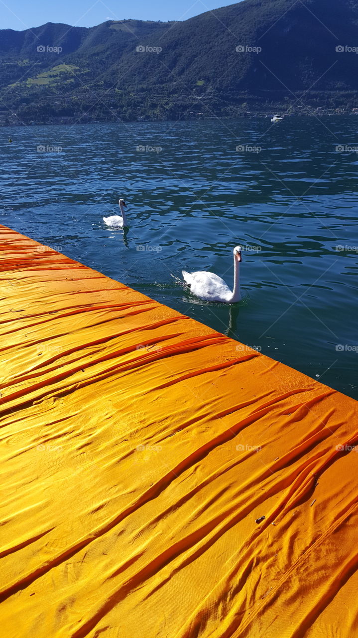 the floating piers animals
