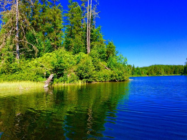 Reflection of trees in lake