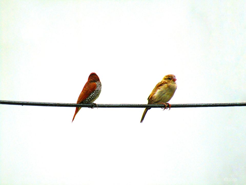 Sparrows are a family of small passerine birds. They are also known as true sparrows, or Old World sparrows, names also used for a particular genus of the family, Passer.