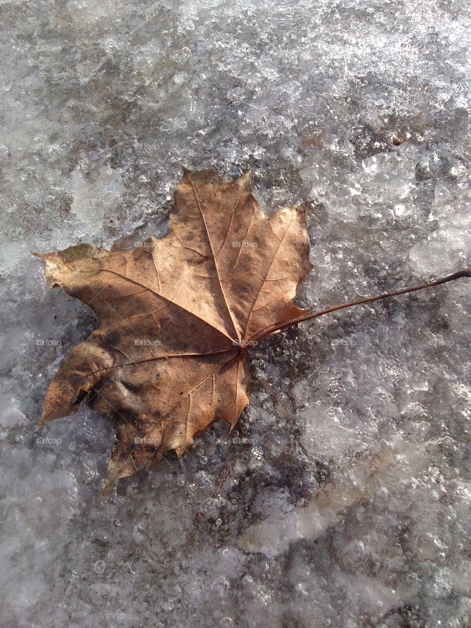 View of dry leaf