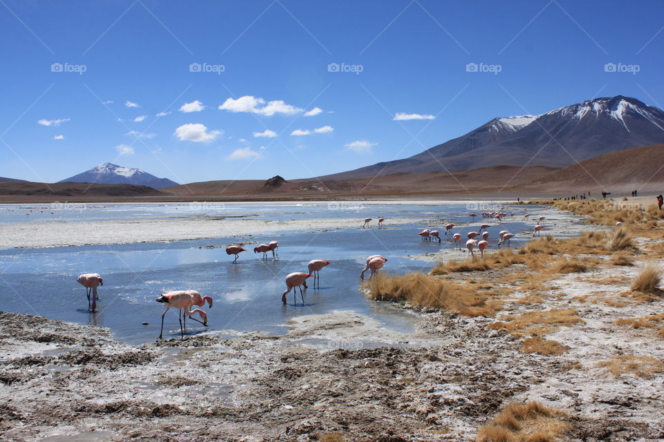 Flamingos at 4000m. Day two of the Uyuni Salt Flat tour across Bolivia, watching hundreds of flamingos in the beautiful lakes.