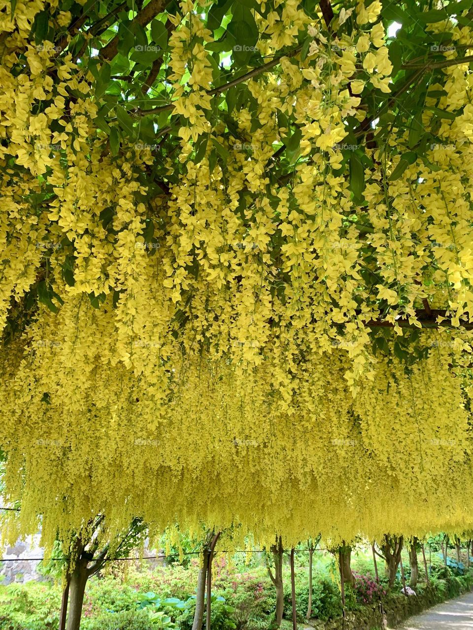 Yellow laburnum 