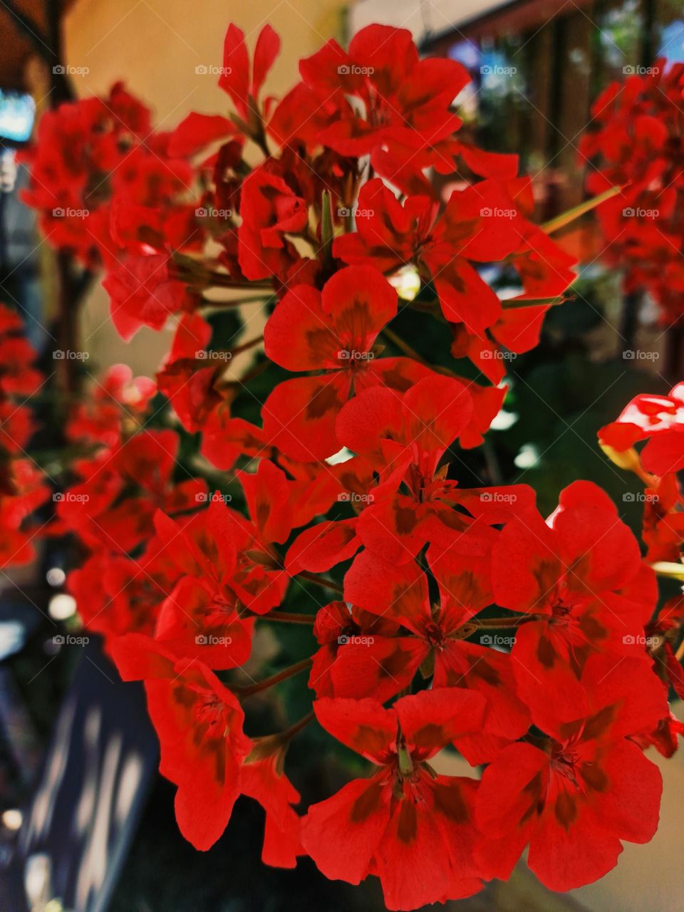 red flower