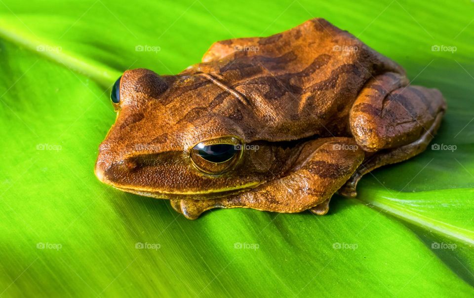 the brown frog is resting on the leaves
