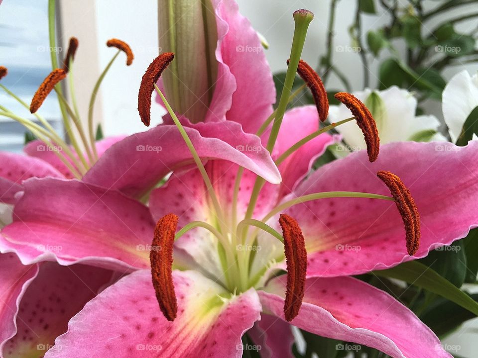 Pink Lily 